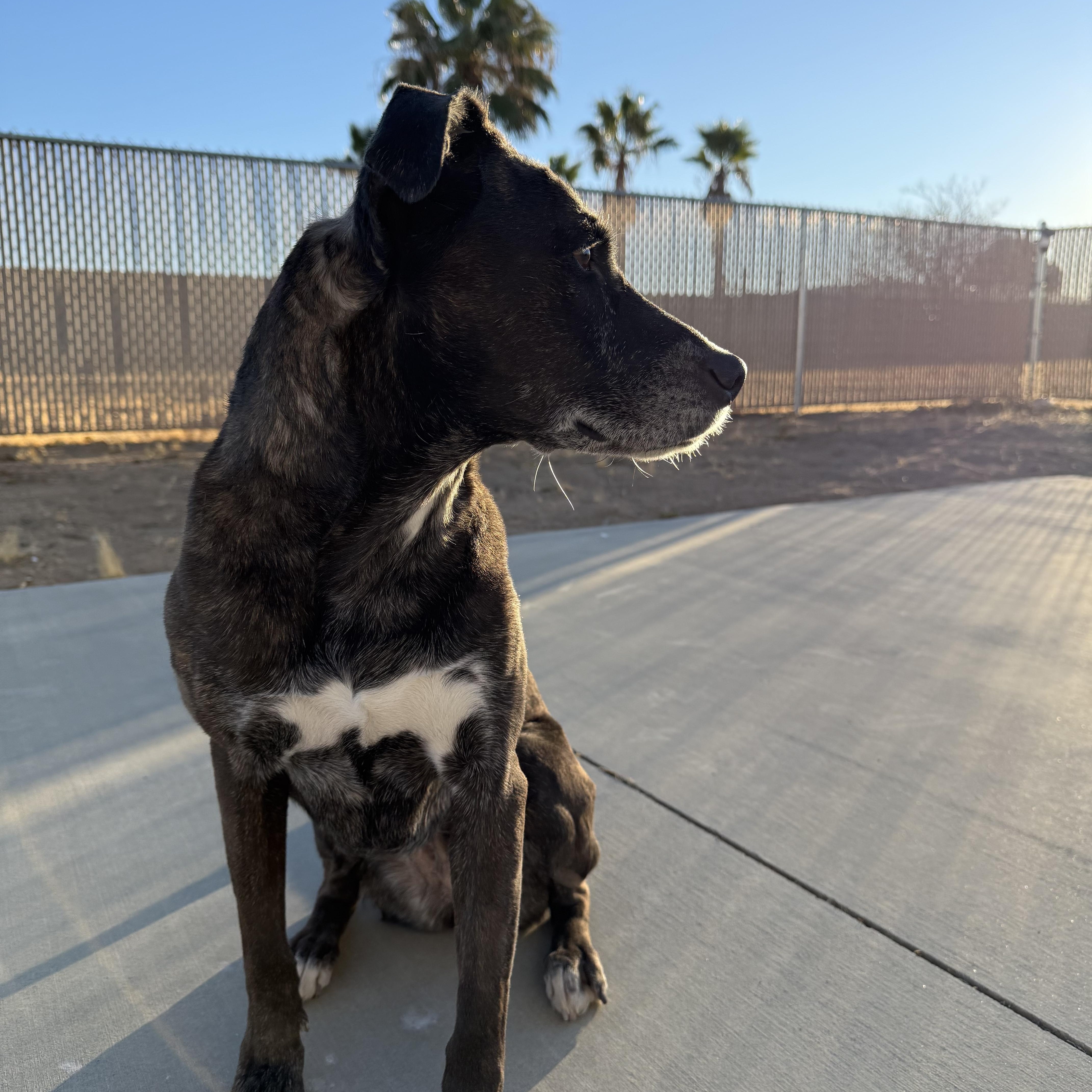 Enlarge Belle, a Adoptable mixed breed in Palmdale, CA image 5/5