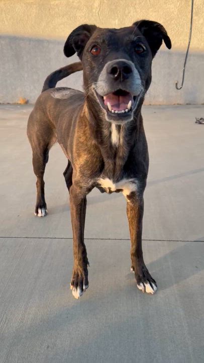 Enlarge Belle, a Adoptable mixed breed in Palmdale, CA video 3/5