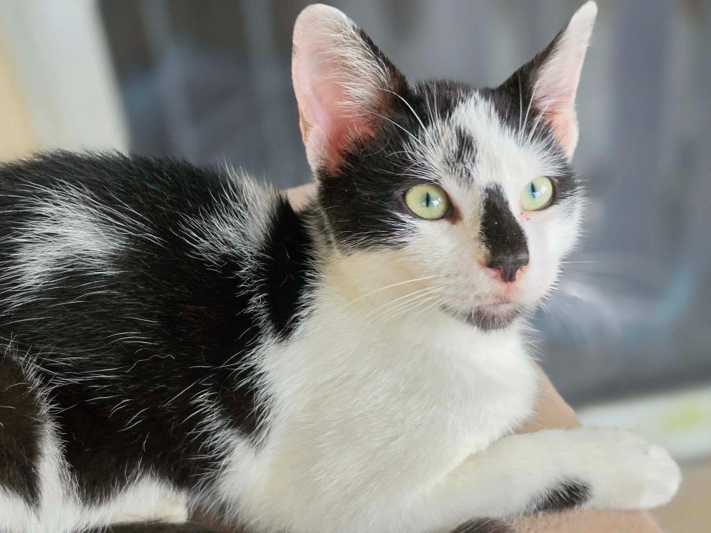 Cow, Adoptable, Kitten Male Domestic Short Hair.
