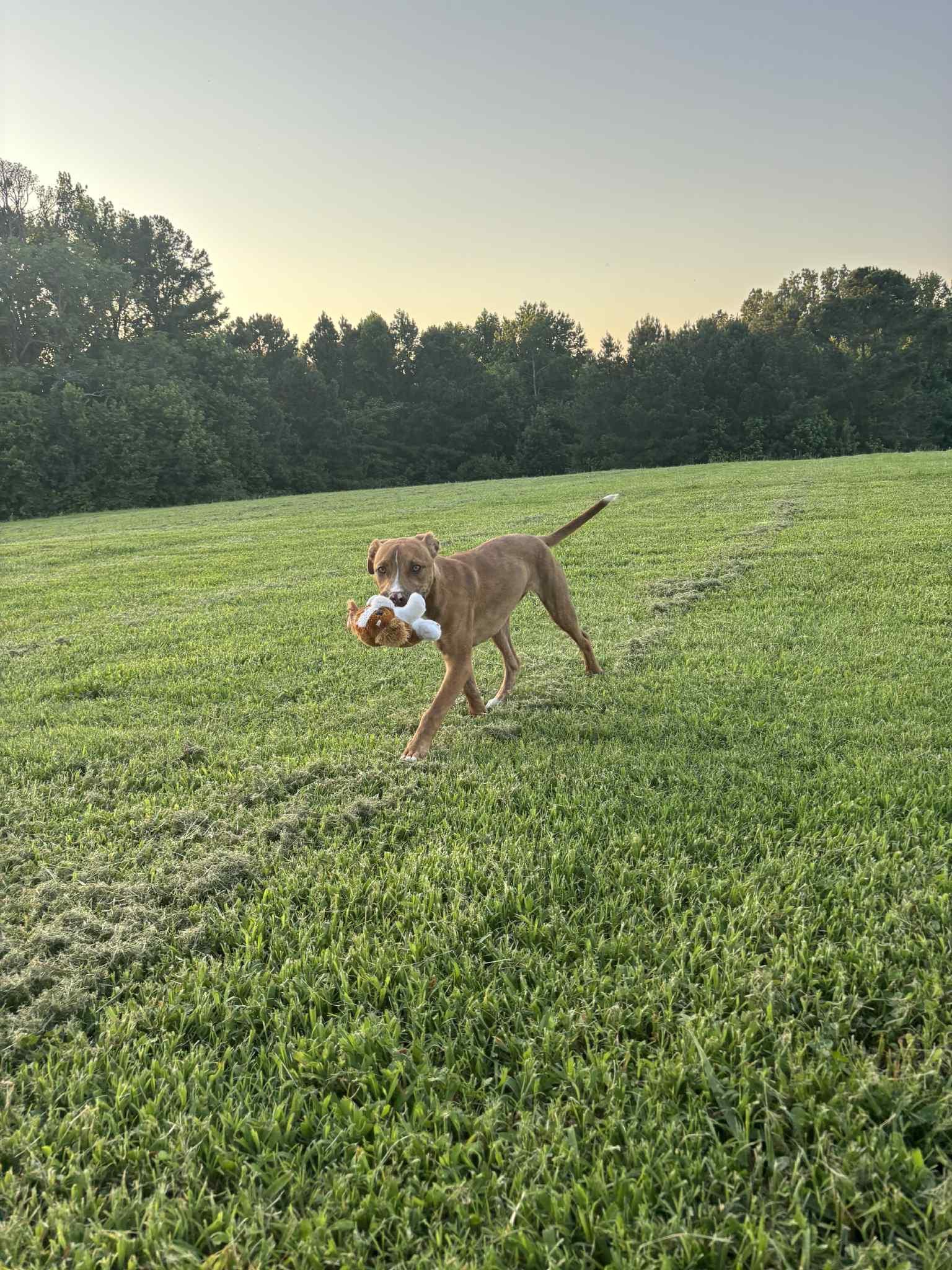 Nala, a Adoptable mixed breed in grant, AL image 3/4
