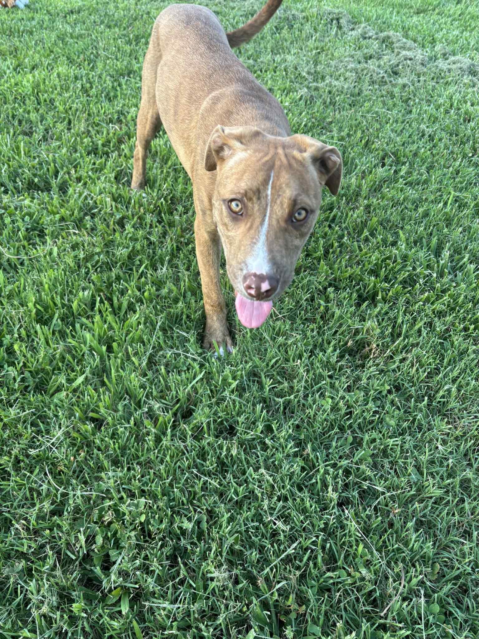 Nala, a Adoptable mixed breed in grant, AL image 4/4