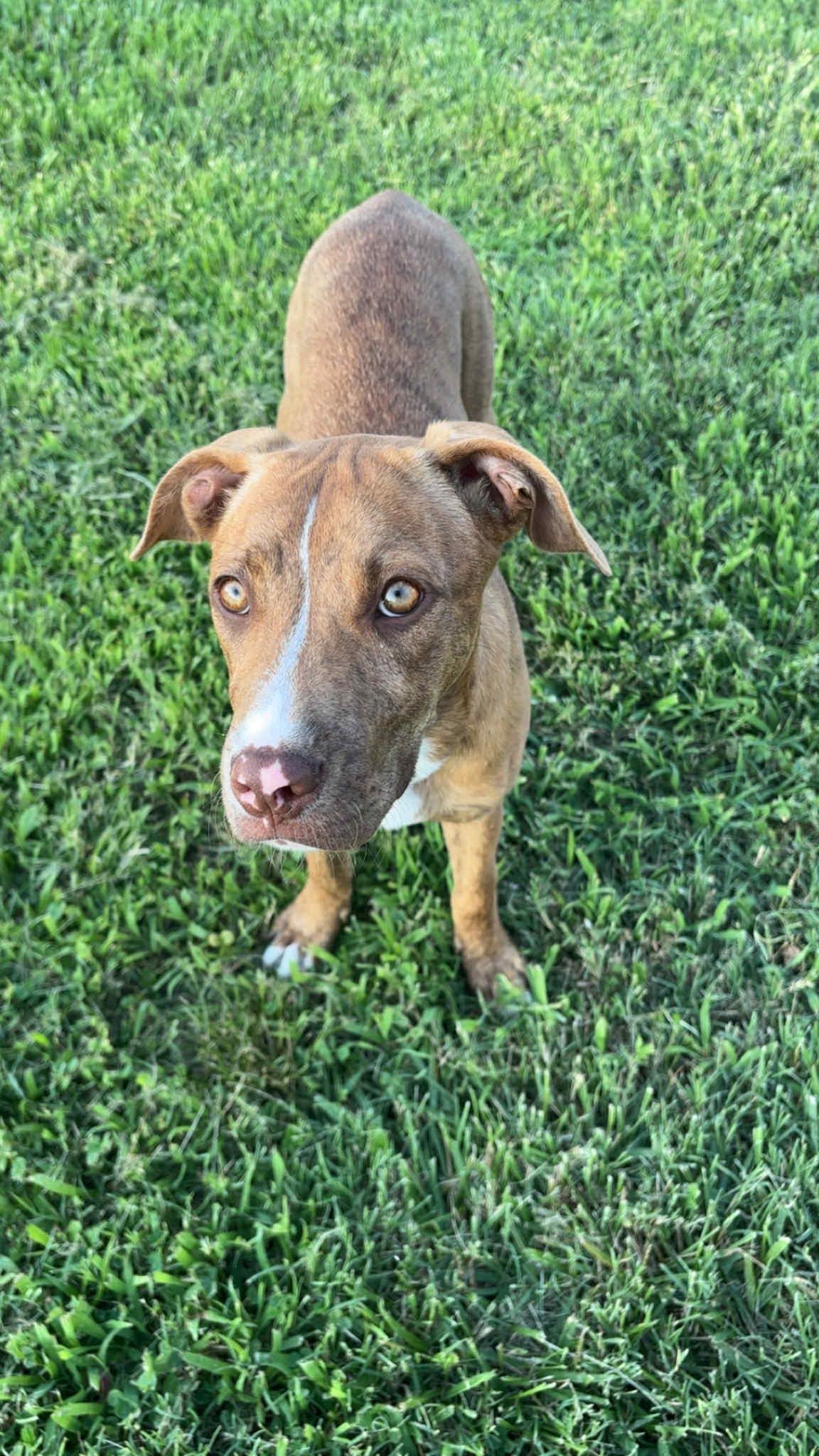 Nala