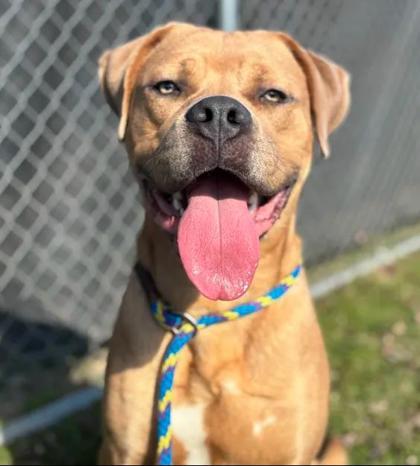 Brucer, Adoptable, Young Male Mixed Breed & Mixed Breed.