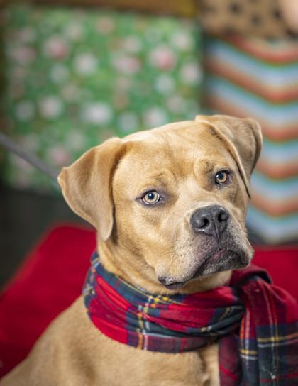Enlarge Brucer, a Adoptable Mixed Breed in Memphis, TN image 2/3