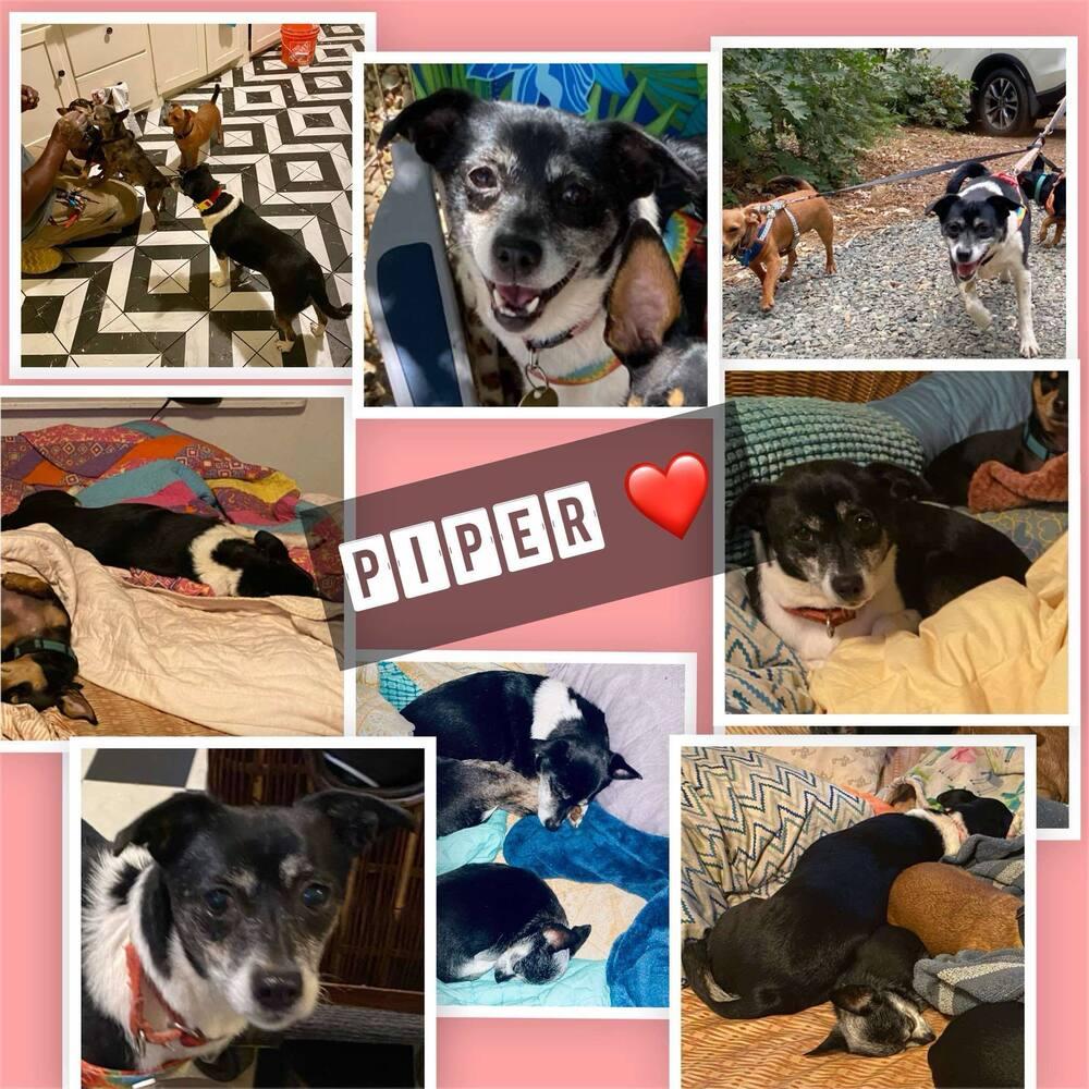 Piper, a Adoptable mixed breed in Claremont, CA image 1/2