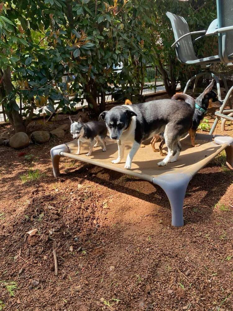 Piper, a Adoptable mixed breed in Claremont, CA image 2/2