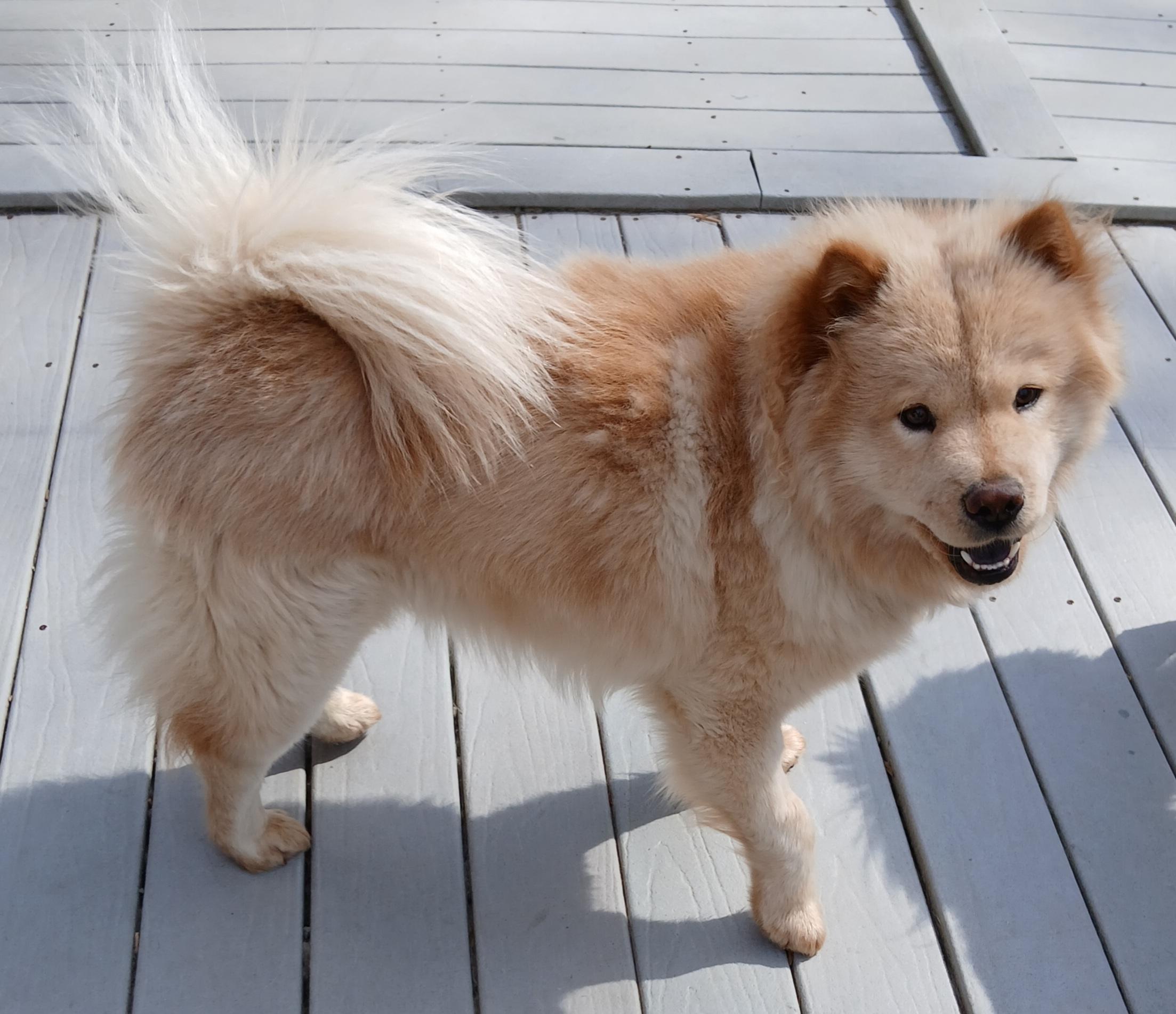 Enlarge Tater, a ADOPTABLE Chow Chow in Gardiner, NY image 1/4