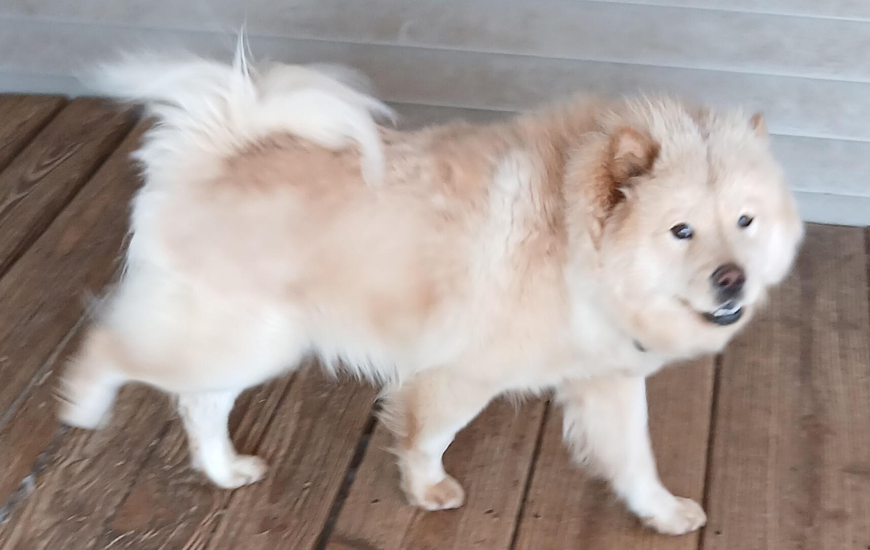 Enlarge Tater, a ADOPTABLE Chow Chow in Gardiner, NY image 3/4