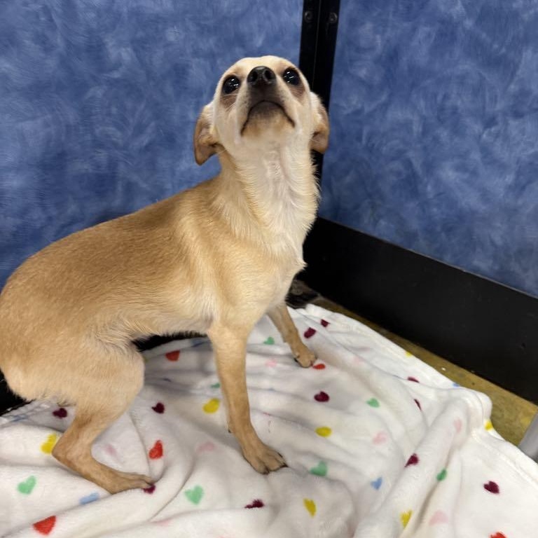 Enlarge Larry, a Adoptable mixed breed in Antioch, CA image 3/5