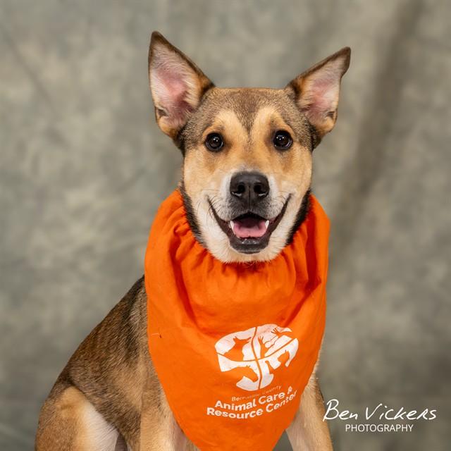 DINGO, Adoptable, Young Male German Shepherd Dog & Mixed Breed.