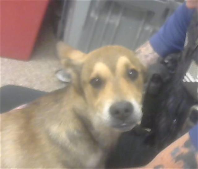 DINGO, Adoptable, Young Male German Shepherd Dog & Mixed Breed.