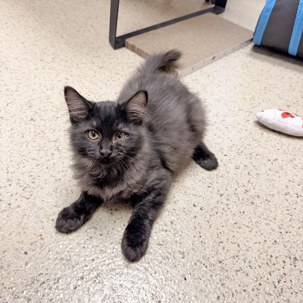 Enlarge Link, a Adoptable Domestic Medium Hair in Oshkosh, WI image 1/6