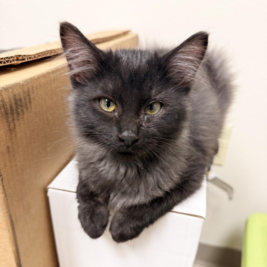 Enlarge Link, a Adoptable Domestic Medium Hair in Oshkosh, WI image 2/6