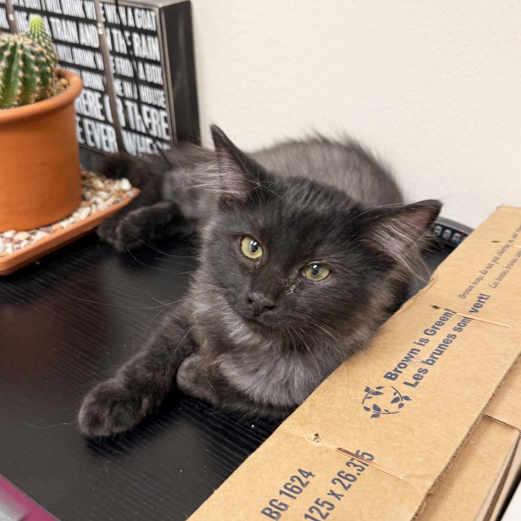 Enlarge Link, a Adoptable Domestic Medium Hair in Oshkosh, WI image 3/6