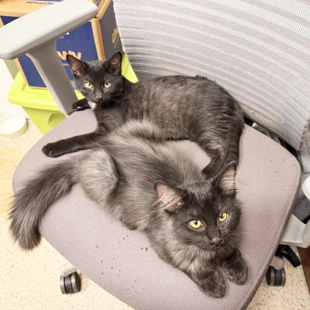 Enlarge Link, a Adoptable Domestic Medium Hair in Oshkosh, WI image 4/6