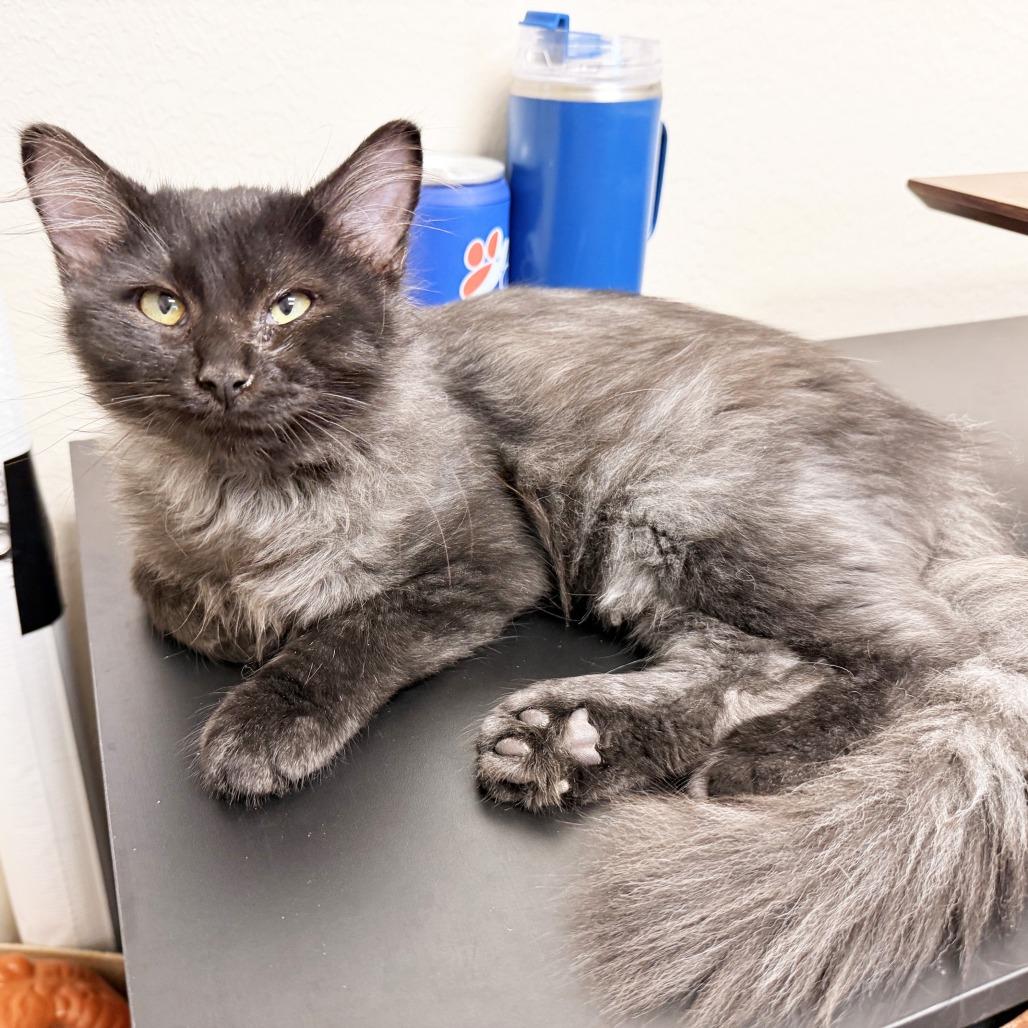 Enlarge Link, a Adoptable Domestic Medium Hair in Oshkosh, WI image 5/6