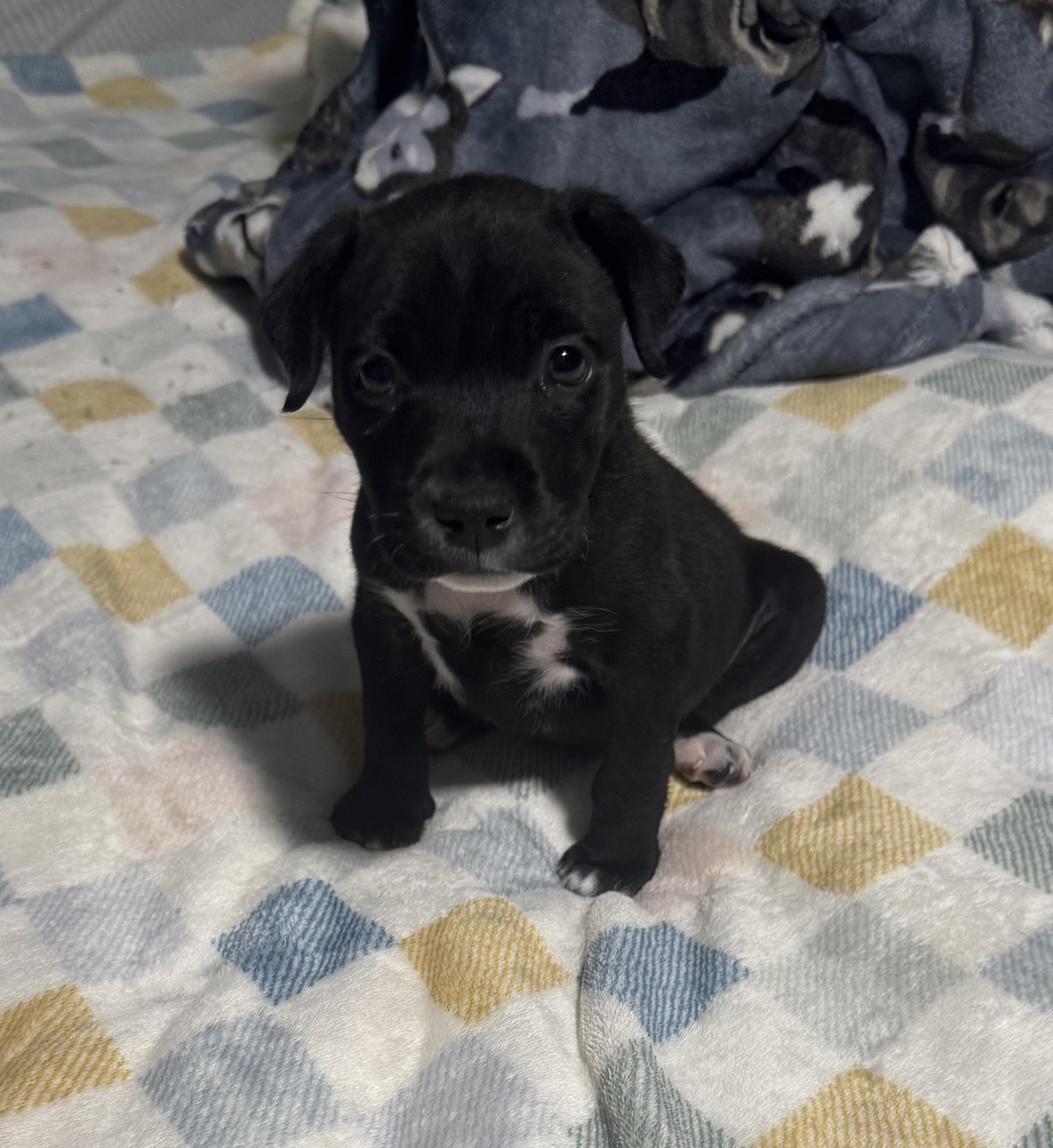 Bentley, Adopted, Puppy Male Black Labrador Retriever.