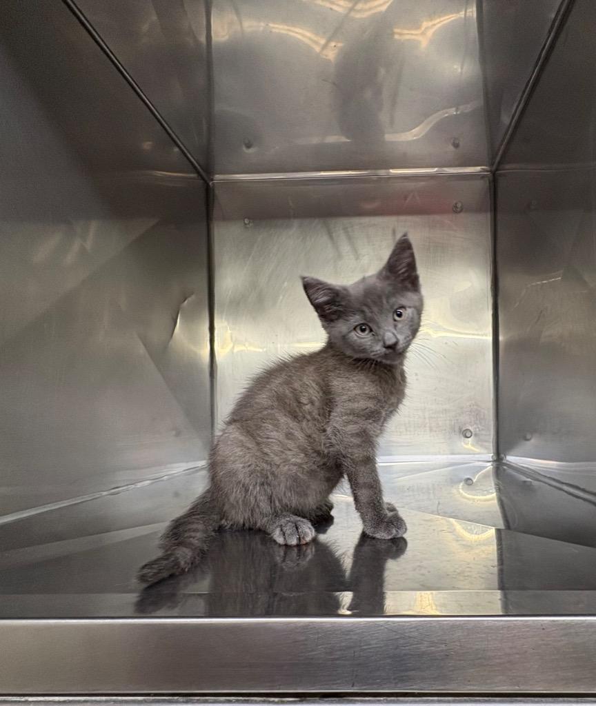 Dior, a Adoptable mixed breed in Murray, KY image 3/3