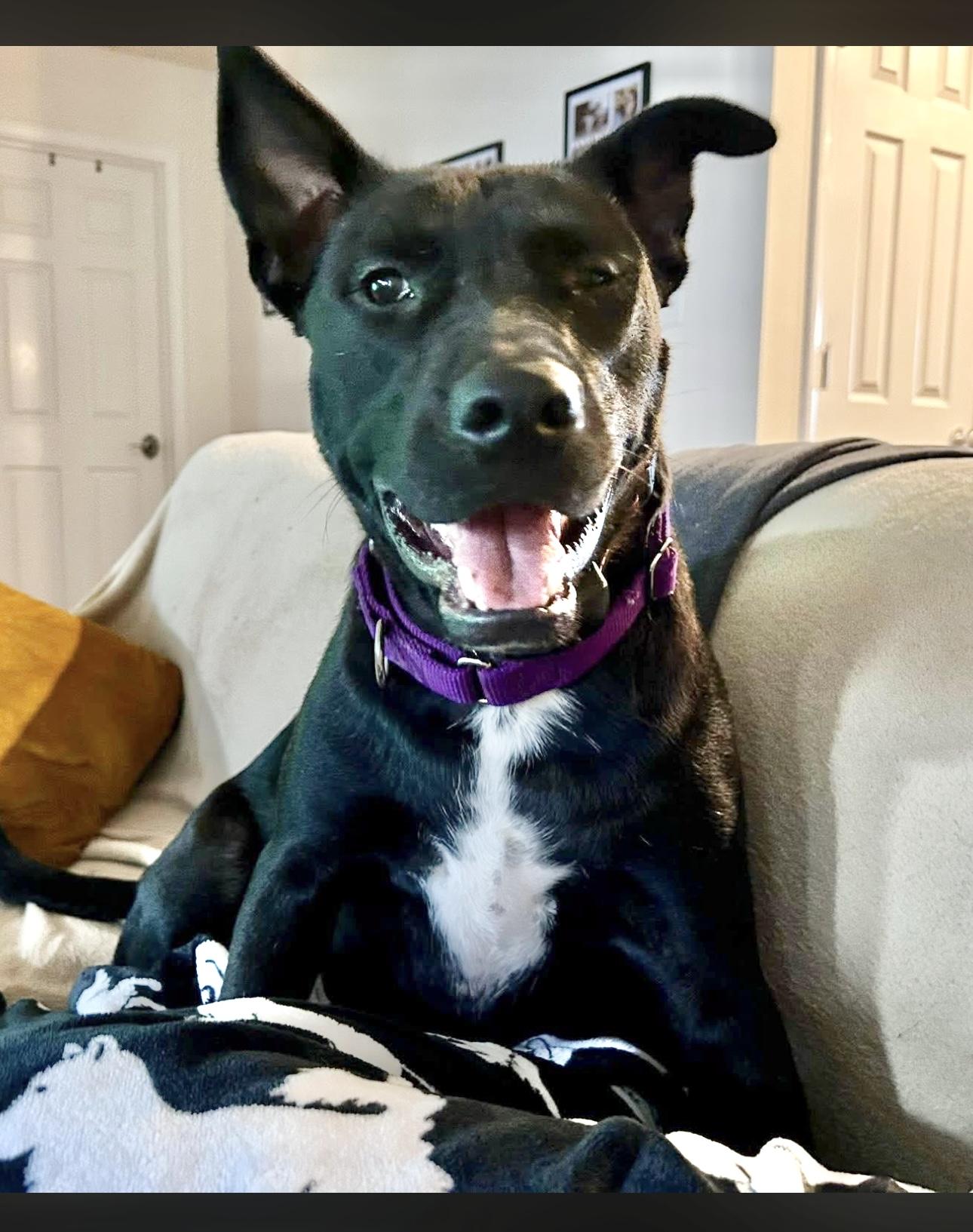 Enlarge Phoenix, a Adoptable Labrador Retriever in Manchester, CT image 1/1