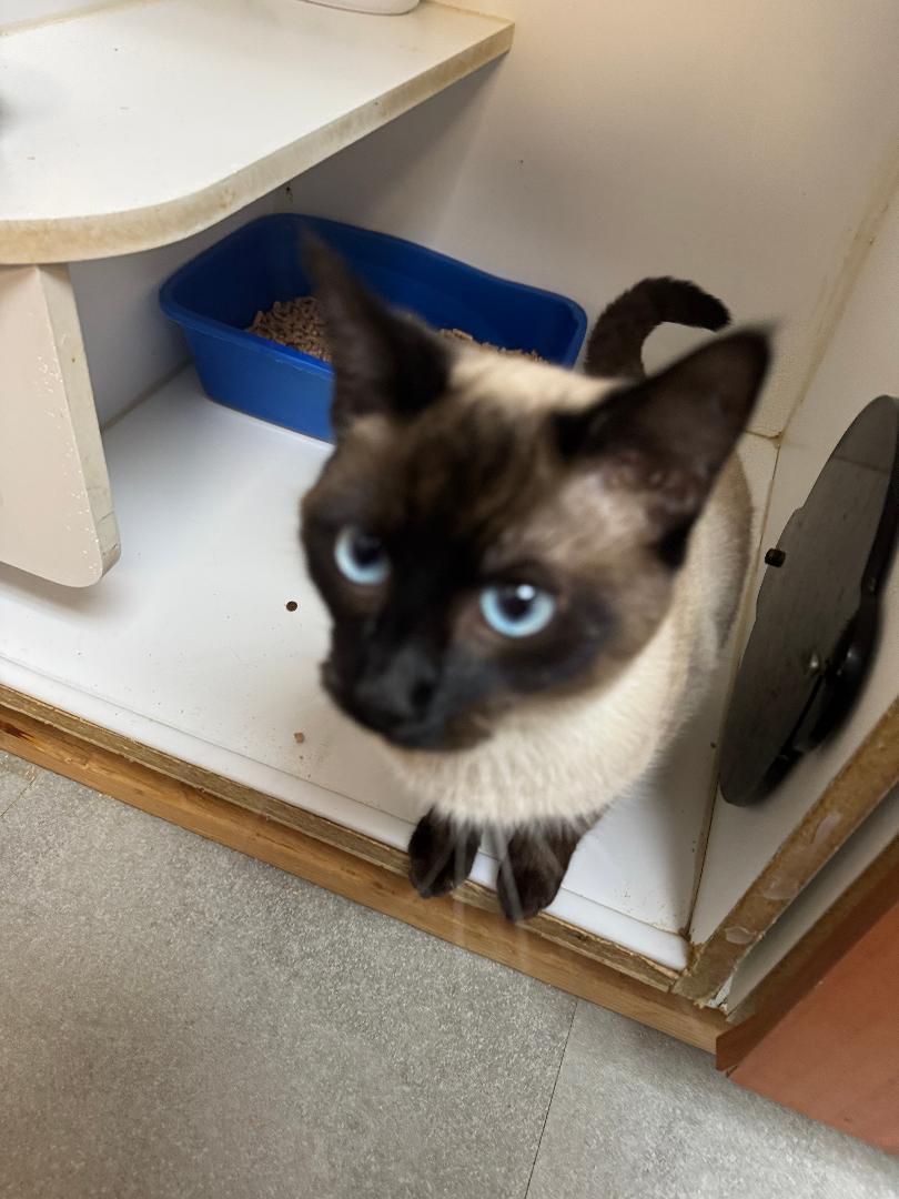 Norris, ADOPTABLE, Young Male Siamese.