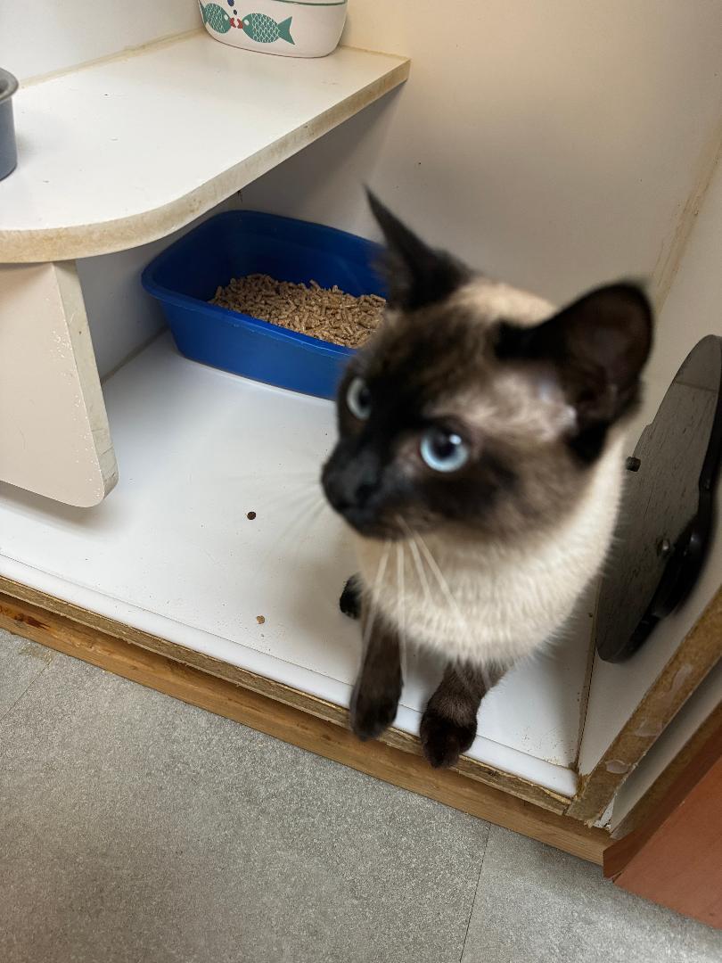 Enlarge Norris, an adopted Siamese in Kent, WA image 2/3