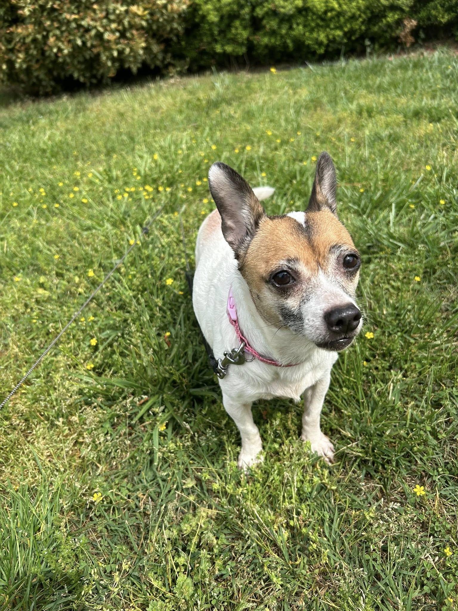 Enlarge Dolly, a Adoptable Chihuahua in Winston Salem, NC image 3/5