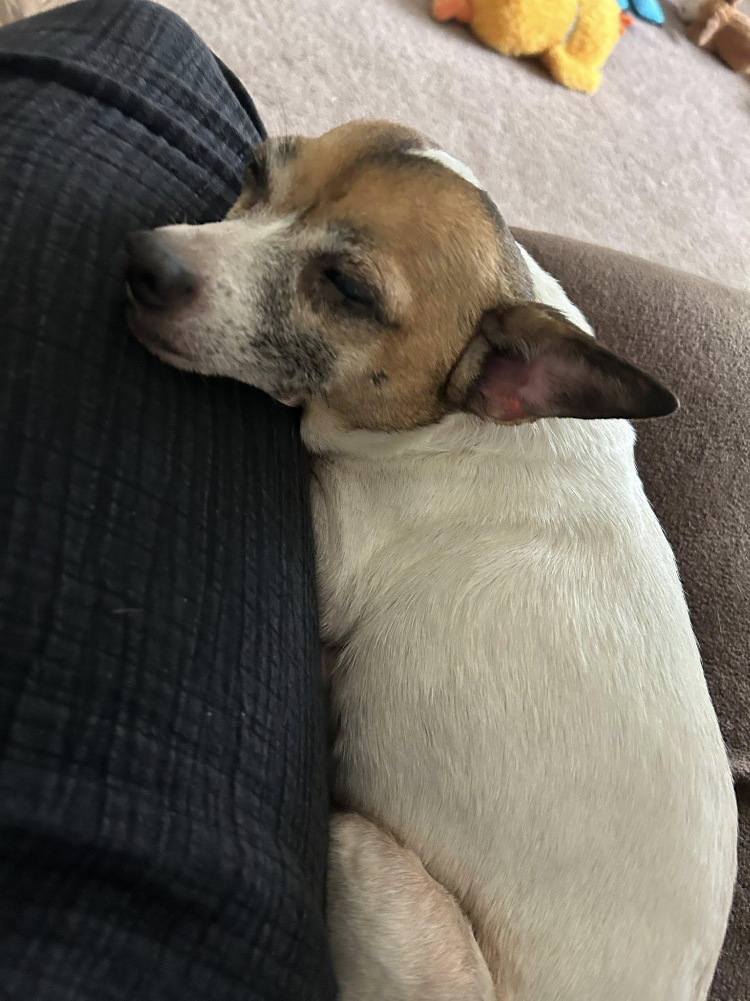 Enlarge Dolly, a Adoptable Chihuahua in Winston Salem, NC image 4/5