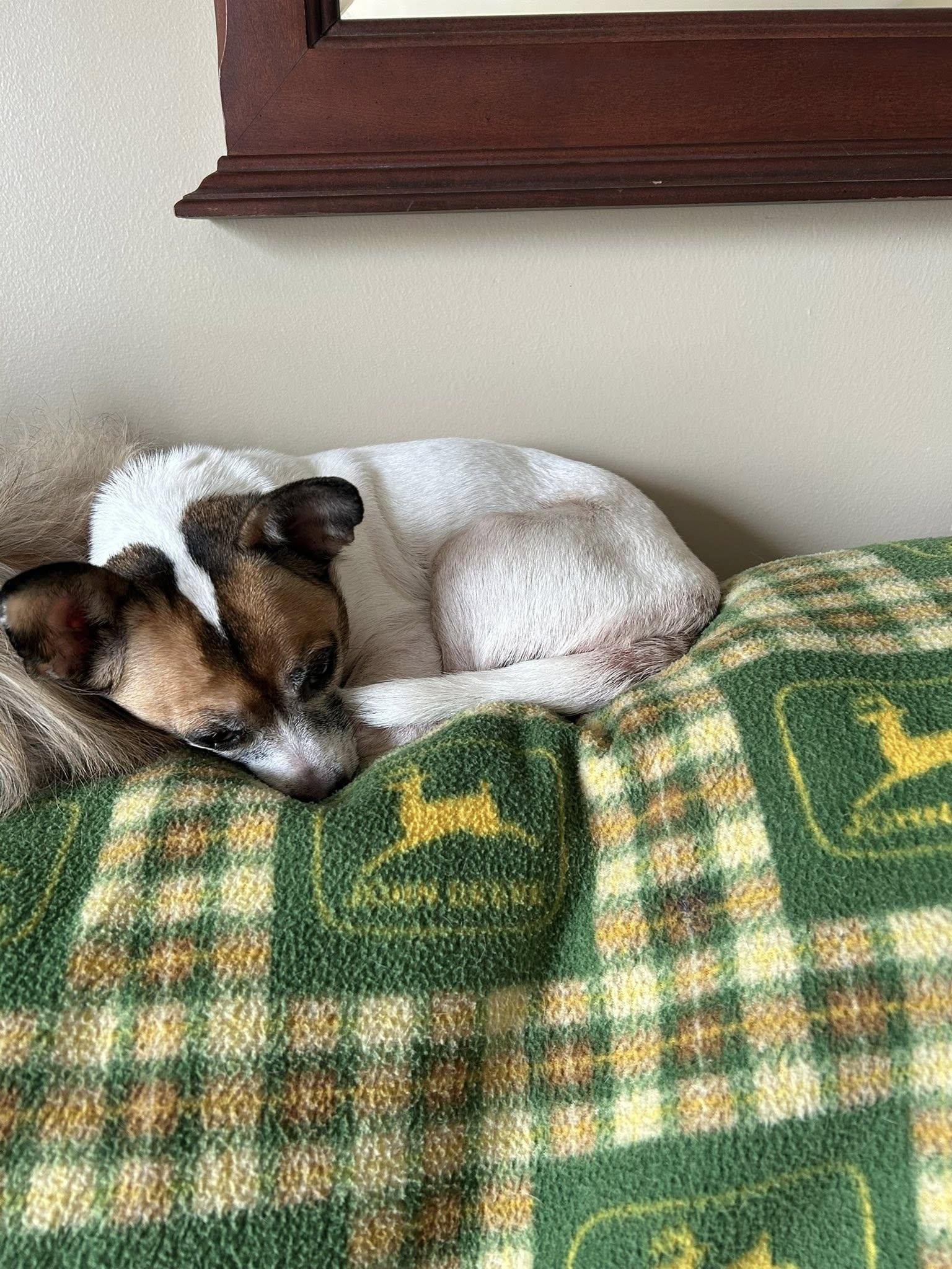 Enlarge Dolly, a Adoptable Chihuahua in Winston Salem, NC image 5/5