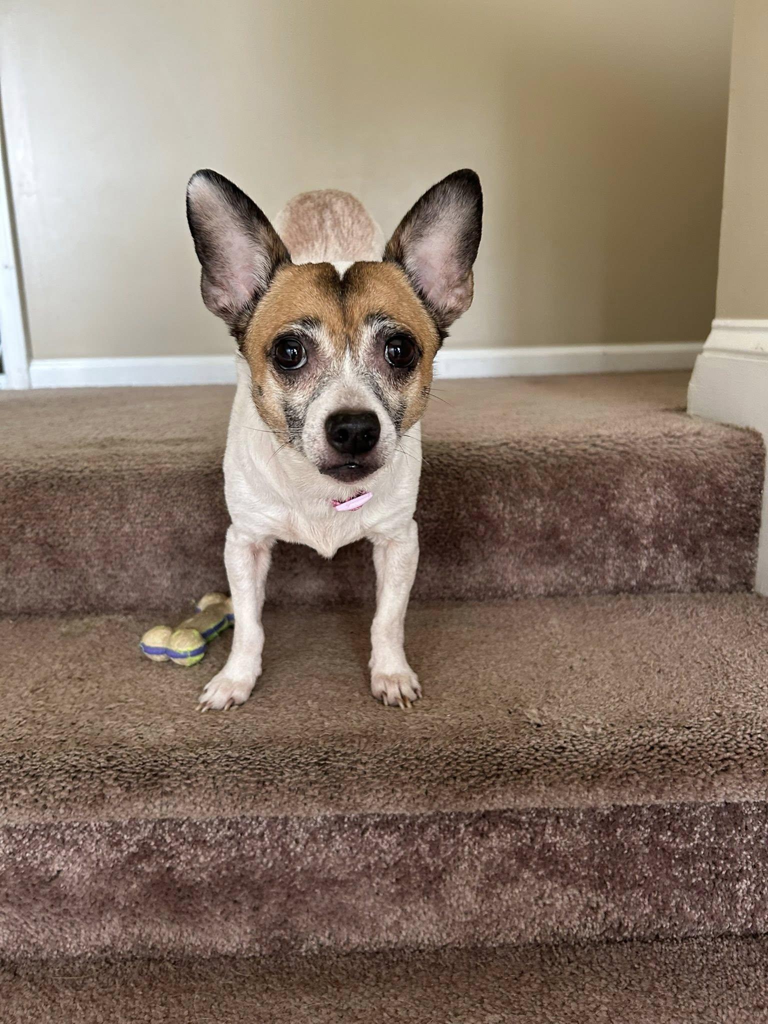 Enlarge Dolly, a Adoptable Chihuahua in Winston Salem, NC image 1/5