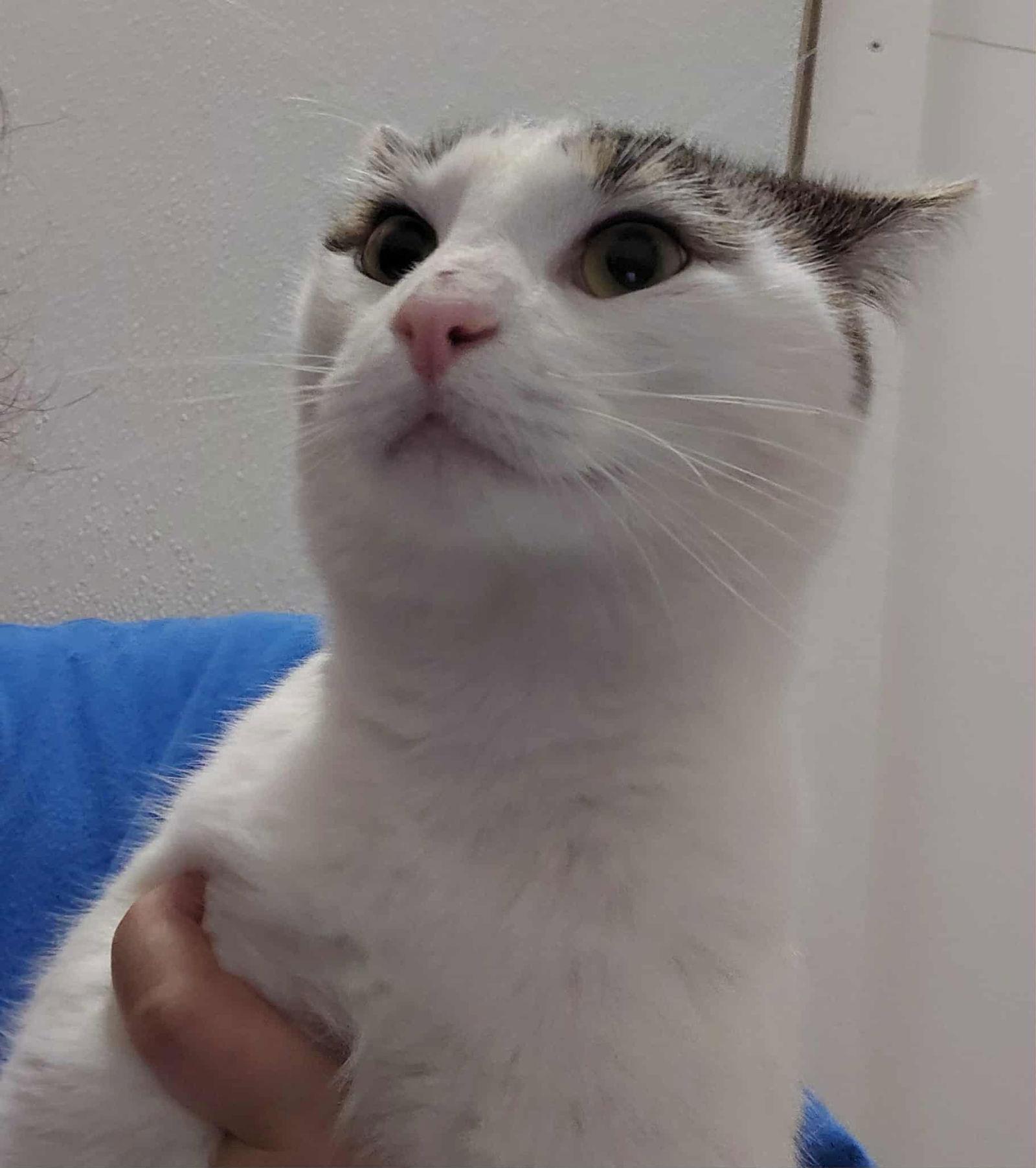 C303 Litter Frosty, Adopted, Young Female Tabby & Domestic Short Hair.