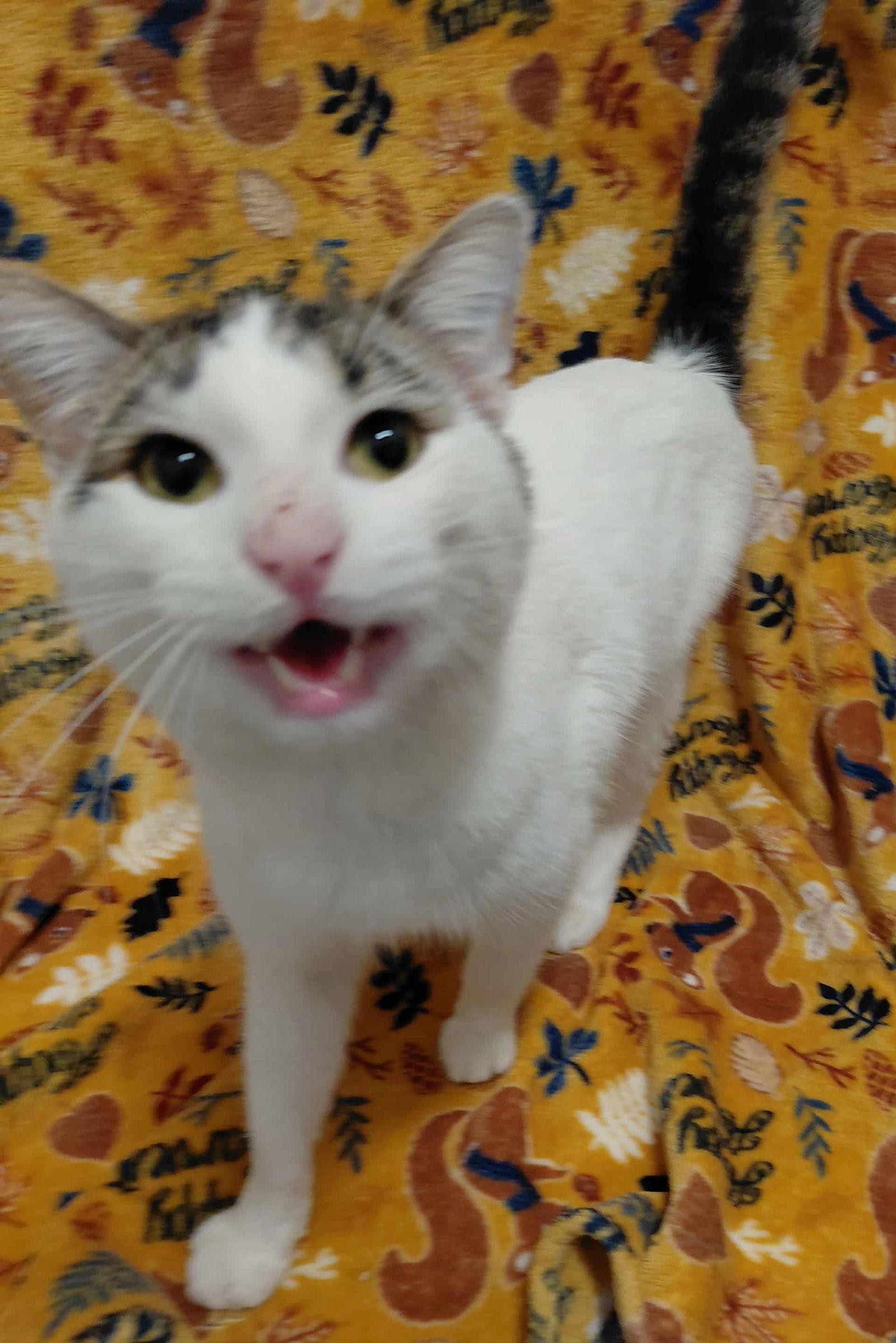 C303 Litter Frosty, a Adopted mixed breed in Livonia, MI image 2/2