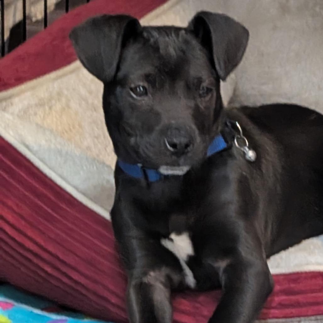Blackwood, Adoptable, Puppy Male Mixed Breed.