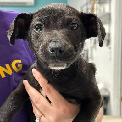 Blackwood, a Adoptable Mixed Breed in Fredericksburg, VA image 2/5