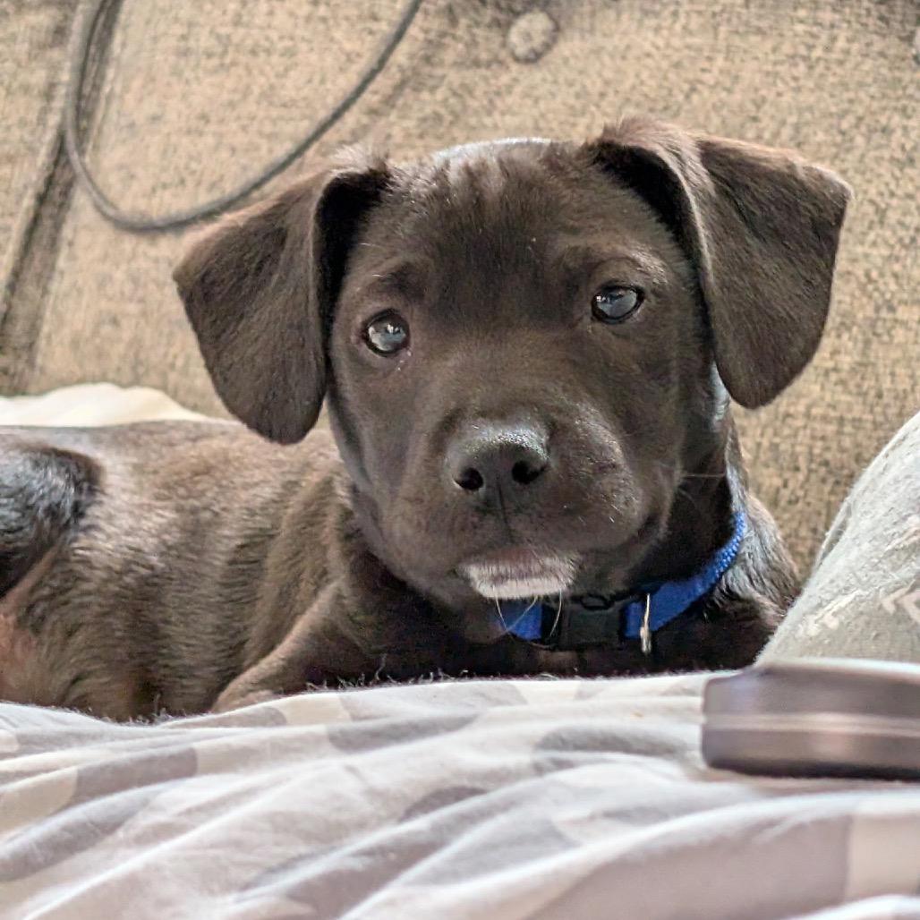 Blackwood, a Adoptable Mixed Breed in Fredericksburg, VA image 3/5