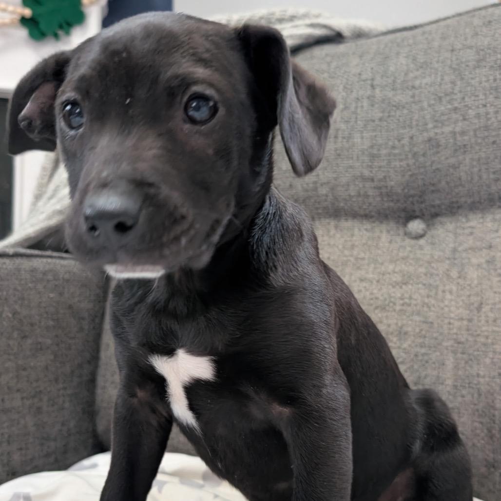 Blackwood, a Adoptable Mixed Breed in Fredericksburg, VA image 4/5