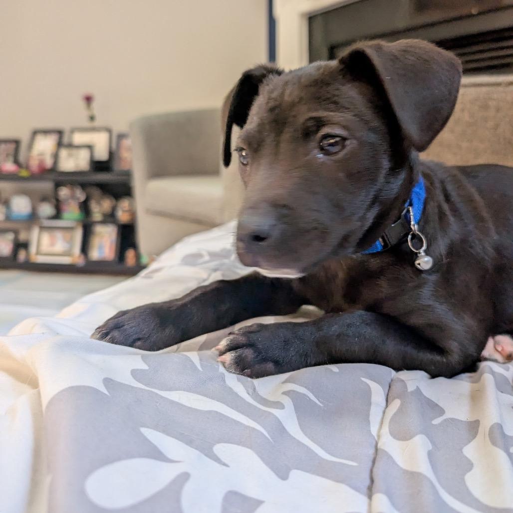 Blackwood, a Adoptable Mixed Breed in Fredericksburg, VA image 5/5