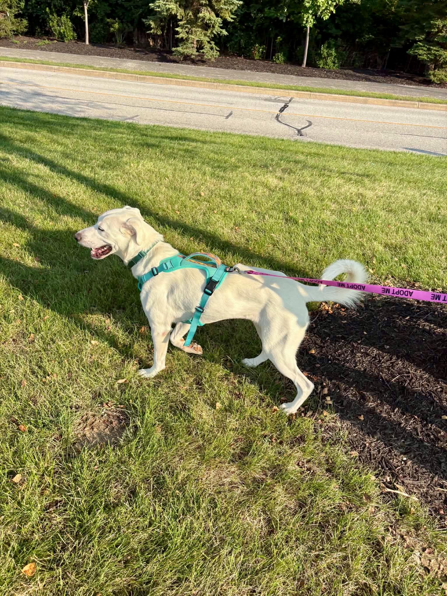 Enlarge Snow, a ADOPTABLE mixed breed in Lewisville, IN image 2/4