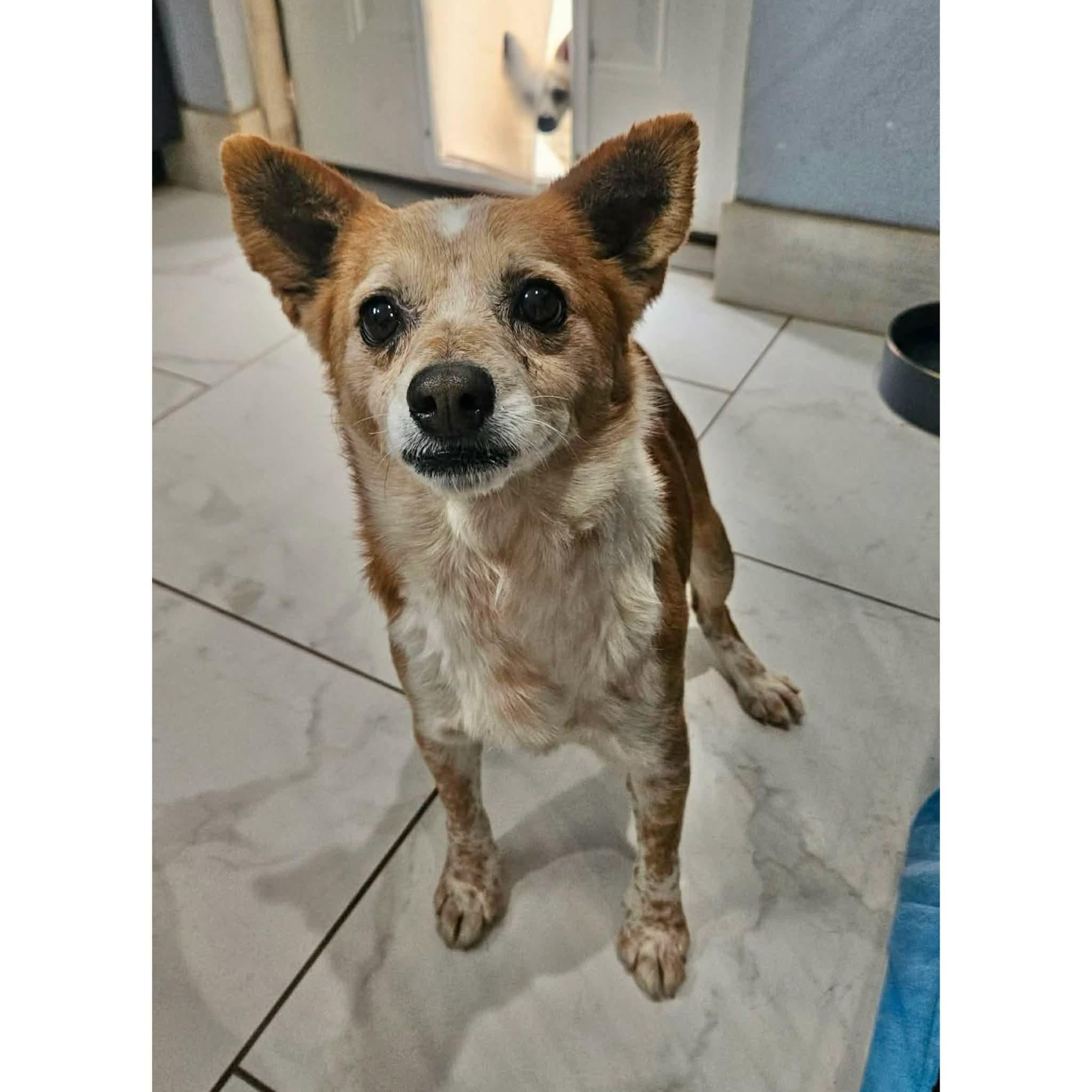 Simon, ADOPTABLE, Senior Male Cattle Dog & Corgi.