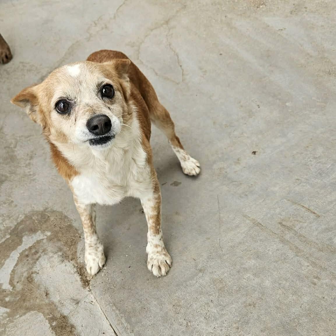 Enlarge Simon, a ADOPTABLE mixed breed in Boulder, CO image 2/5