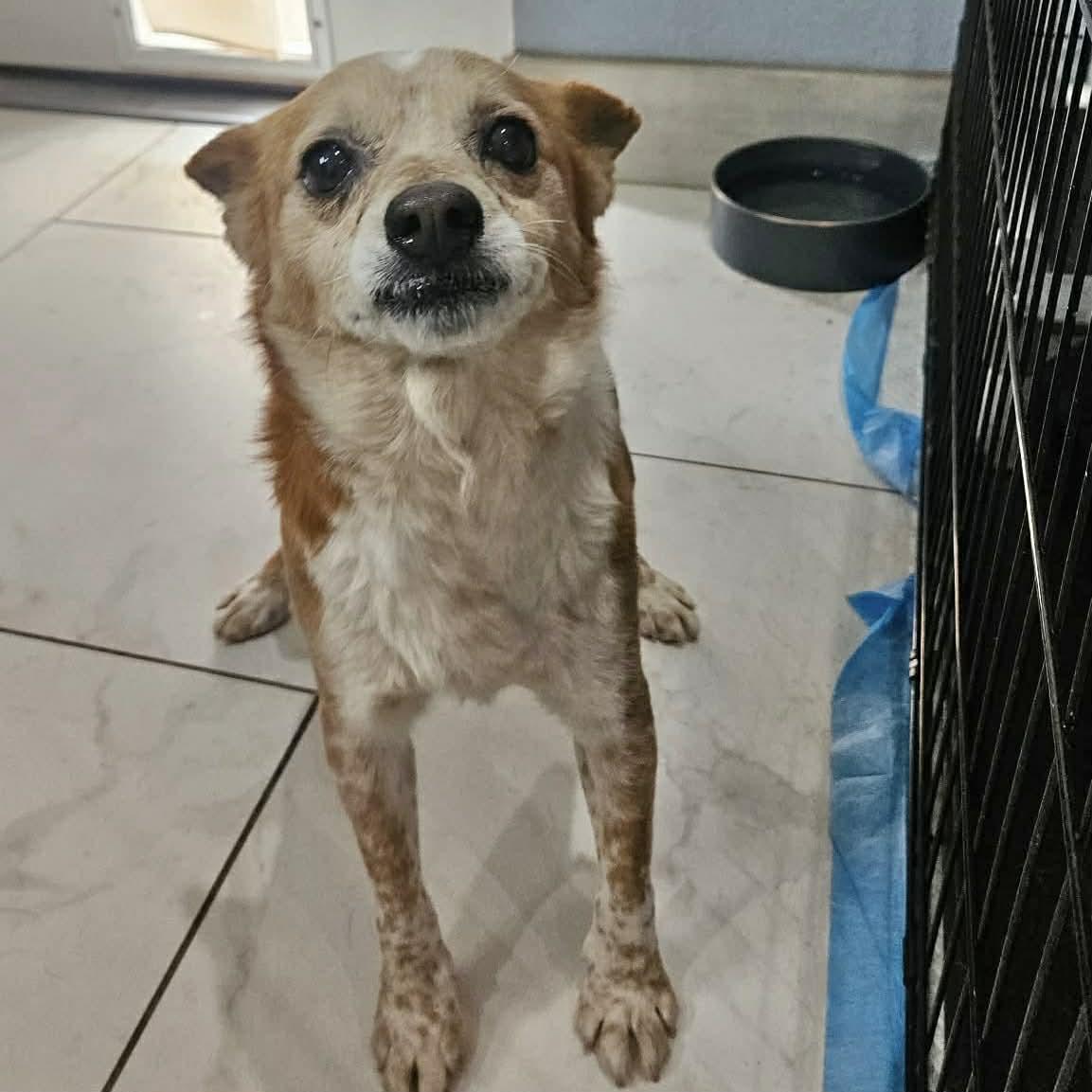 Enlarge Simon, a ADOPTABLE mixed breed in Boulder, CO image 4/5