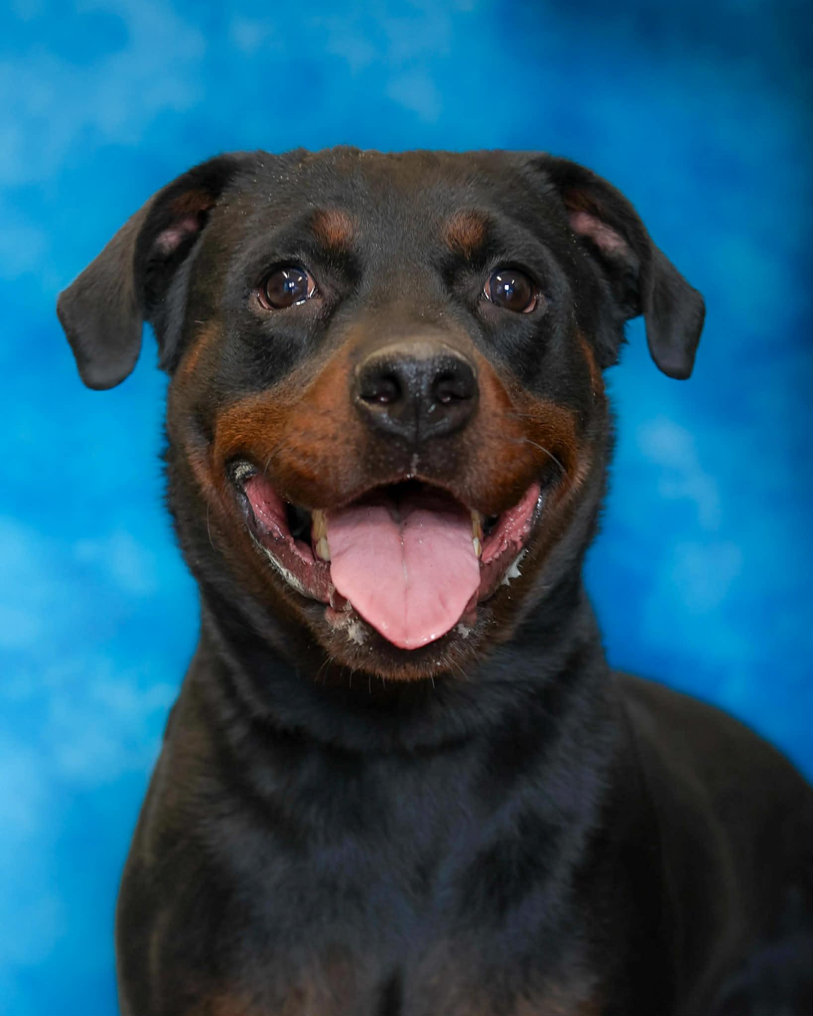 Enlarge DOODLE BEAR, an adoptable Rottweiler in Bridgeport, CT image 1/1