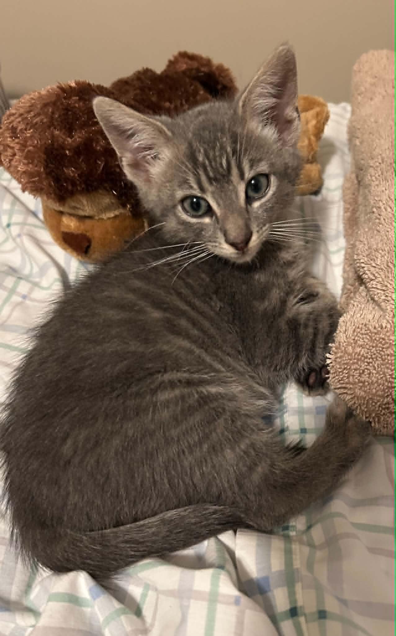 Enlarge Daniel, a ADOPTABLE Domestic Short Hair in Wading River, NY image 2/3