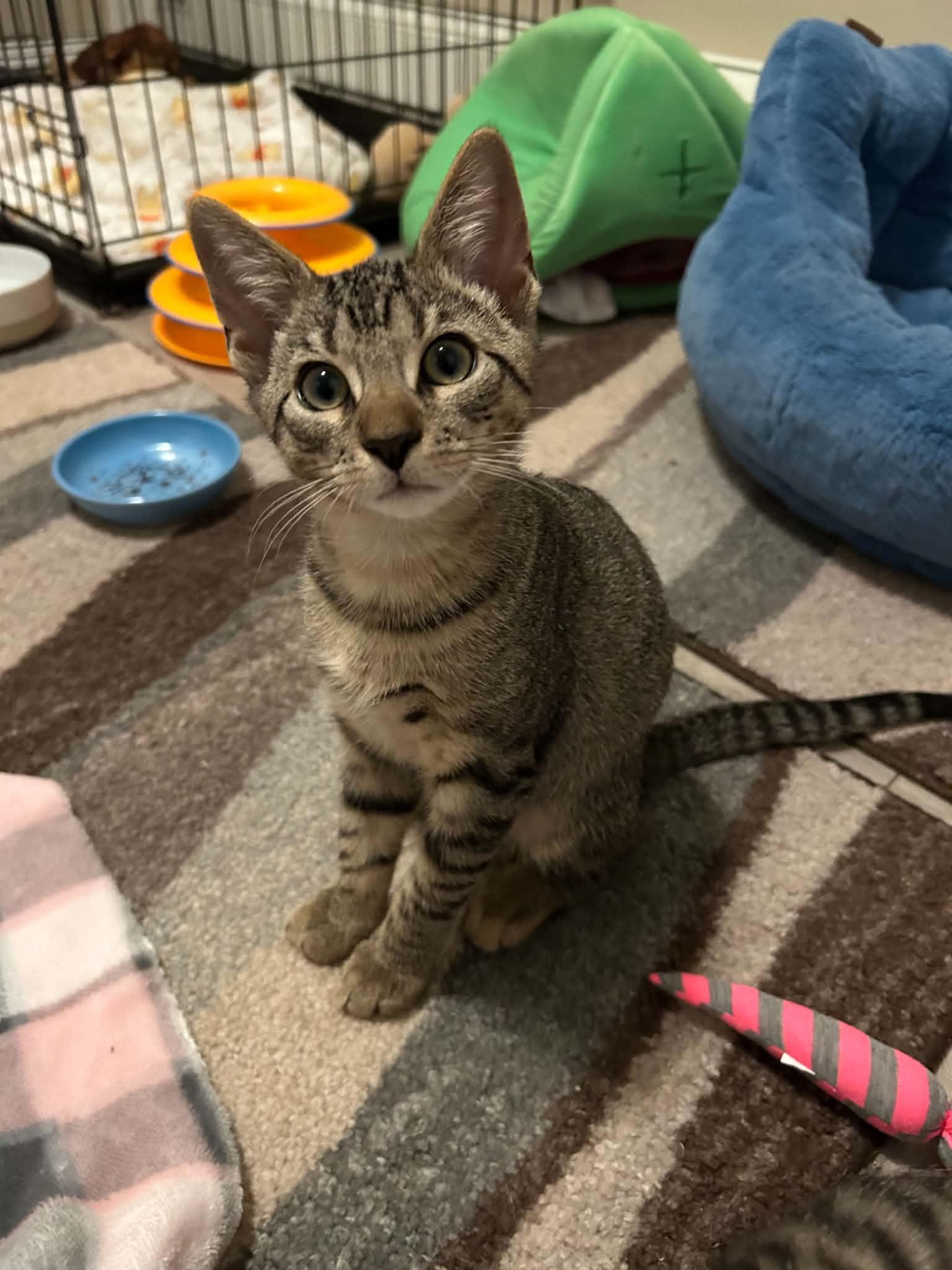 Daniel, Adoptable, Kitten Male Domestic Short Hair.