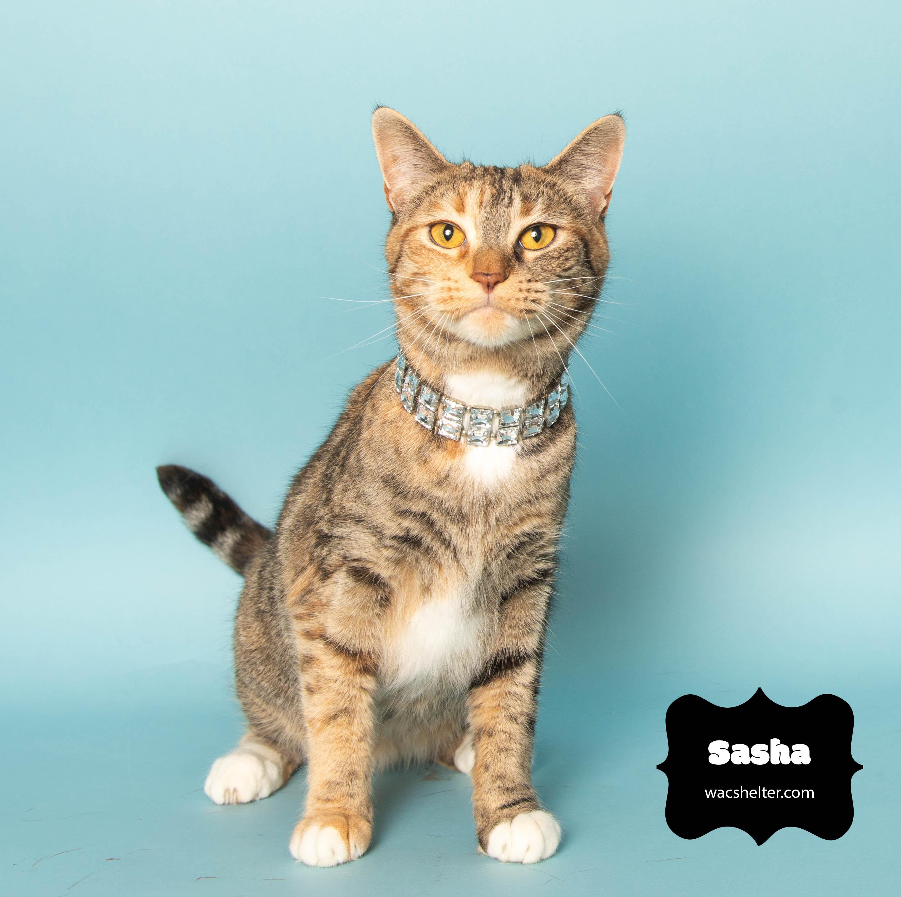 SASHA (beautiful soul), a Adoptable Domestic Short Hair in Wyandotte, MI image 1/3