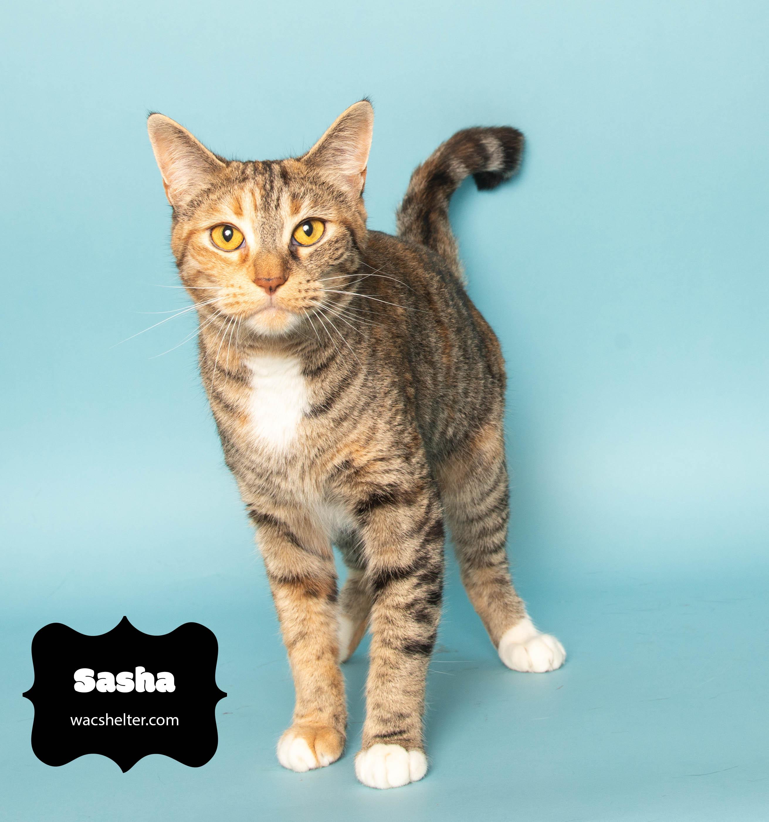 SASHA (Such a sweet cat)