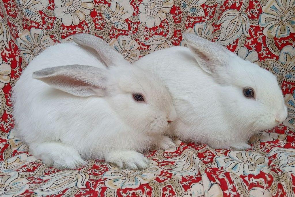 Enlarge Shania/Taylor, an adoptable mixed breed in Goleta, CA image 2/2