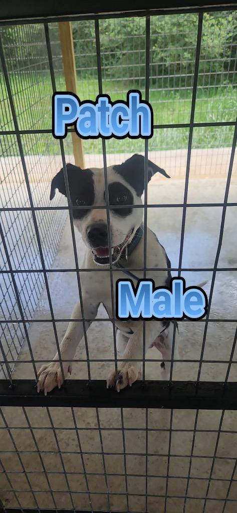 Patch 26, Adoptable, Young Male Terrier.