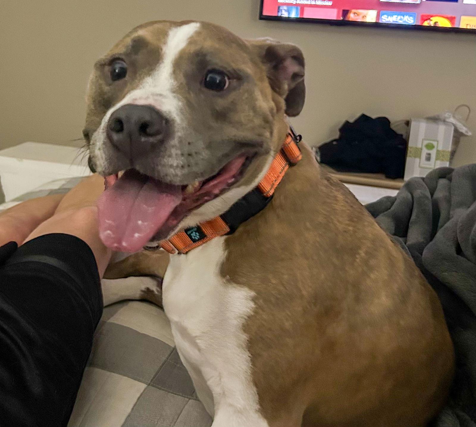 Bailey, Adoptable, Adult Female Pit Bull Terrier.