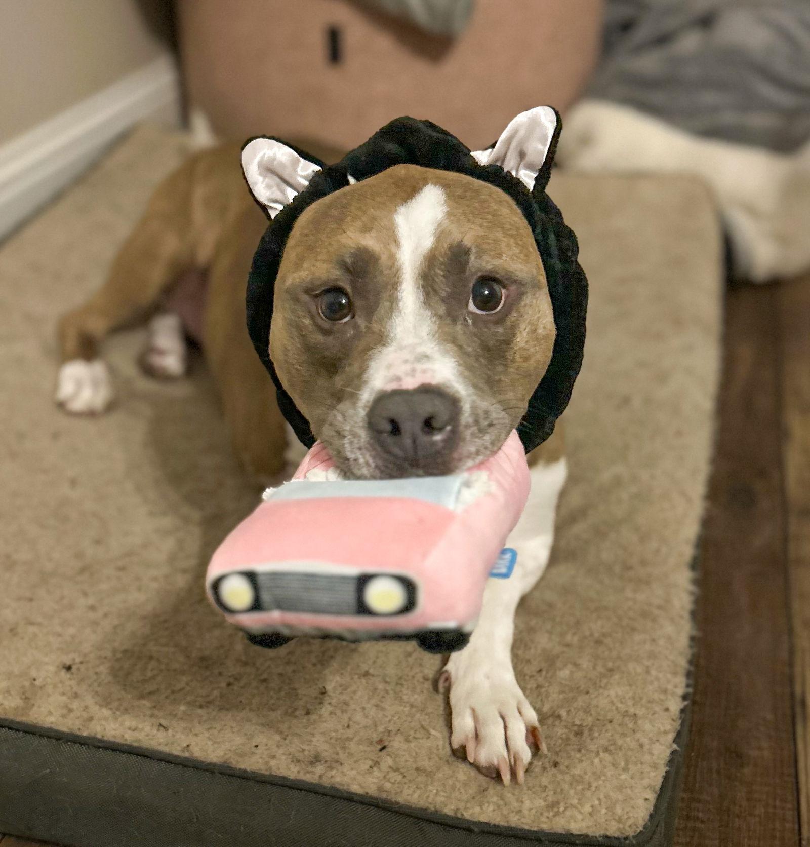 Enlarge Bailey, a Adoptable Pit Bull Terrier in Rockwall, TX image 2/3