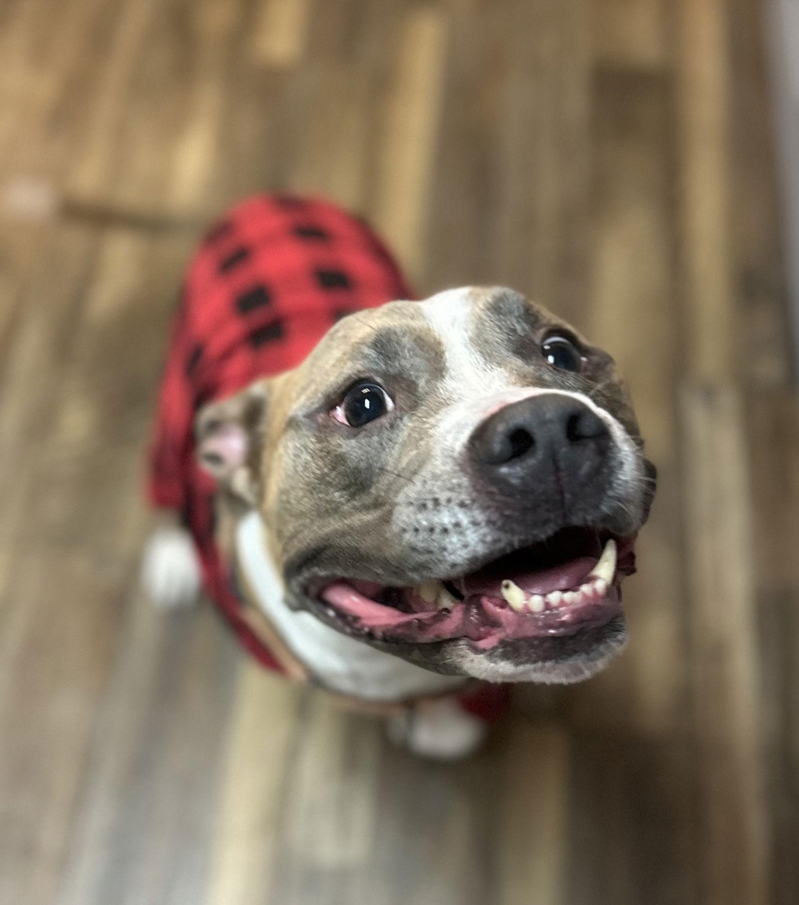 Enlarge Bailey, a Adoptable Pit Bull Terrier in Rockwall, TX image 3/3